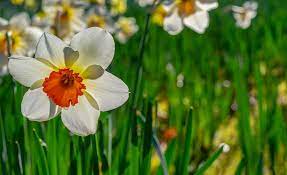 Daffodil Flower Hindi Name Best Flower Wallpaper