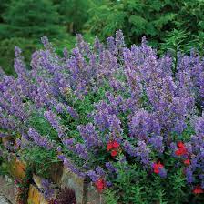 As the hot summer months roll in, the flowers evolve to a beautiful blue. Flowering Ground Covers Finegardening
