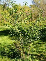 Sometimes, getting rid of mulberry trees is the best way to settle disputes. Plantfiles Picture 2 Of White Mulberry Tree Morus Alba Morus Alba Morus Mulberry Tree