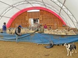 Shearing Days–Spring at Last!