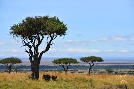 Savanna Plants By Marta Kazmierska In 2020 Savanna Plants Plants Savanna Biome