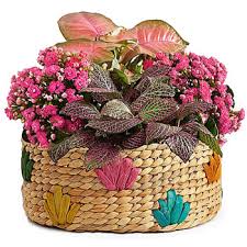 Same day delivery across sydney and australia. Port Glaud Arrangement Of Blooming Plants Flower Delivery Arrangement Of Blooming Plants Flower Delivery Port Glaud Online Florist Port Glaud