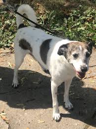 Our new location is just around the corner, but we have a long way to go. Pet Adoption League Westchester Home Facebook