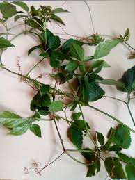 Image result for Cyphostemma adenocaule