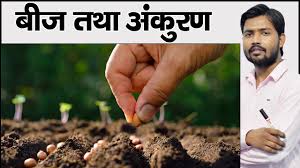 In many plants, such as grasses and lettuce, the outer seedlings, arising from embryos in the process of germination, are classified as epigeal (cotyledons. à¤ª à¤§ à¤ à¤¬ à¤ à¤ à¤ à¤°à¤£ à¤ à¤ª à¤°à¤ à¤° à¤¯ Seeds Of Plants Seed Germination In Hindi Youtube