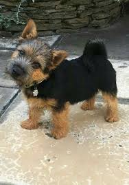 Black And Brown Terrier Dog Perfectly Adorable Black And Tan Norwich Puppy Norfolk Terrier Norwich Terrier Foxhound Dog