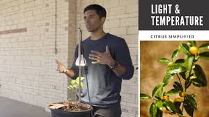 We did not find results for: Temperature Light The Quickest Way To Kill Your Container Garden Citrus Trees Youtube