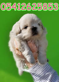 Pekines Fiyat Pekinez