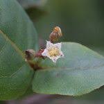 Image result for Psorospermum febrifugum