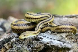 12 Black Snakes With Yellow Stripes In North America With