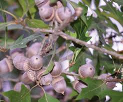 Understanding And Planting Oak Trees Mossy Oak
