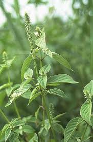 Image result for Lindackeria fragrans
