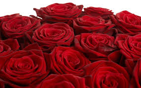 صور ورود حمراء صور ورود رومانسية صور ورود للتصاميم White Rose Flower Beautiful Roses Red And White Roses