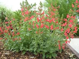 Image result for Sebaea microphylla