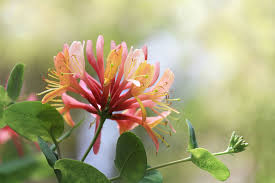 Check spelling or type a new query. 16 Flowers With Astonishing Meanings Floral Symbolism