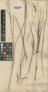 Image result for Elymandra grallata