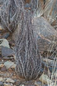 Image result for Myrothamnaceae