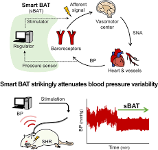 Join the my bp lab ucsf study to find out. Smart Baroreceptor Activation Therapy Strikingly Attenuates Blood Pressure Variability In Hypertensive Rats With Impaired Baroreceptor Hypertension