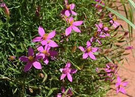 Image result for Chironia