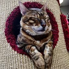 tojger toyger cat