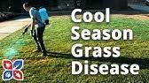 May be applied after seeding or at seed germination. Lawn Disease Scott S Diseaseex Youtube
