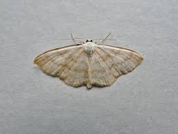 Image result for Scopula ternata