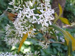 Image result for Pavetta uniflora