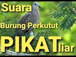 Burung Perkutut Pikat Youtube Burung Youtube Orang