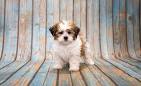 Shih Poo - Your Guide To The Shih Tzu Poodle Mix