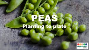 How to calculate how many calories are in 1/3 cup serving of coconut oil. Peas Snow Peas Sugar Snap Peas Pi Vegetables