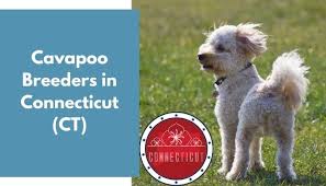 Cavapoo puppies are affectionate, gentle and graceful, highly intelligent and outgoing, with an agile mindset and a flamboyant personality. 10 Cavapoo Breeders In Connecticut Ct Cavapoo Puppies For Sale Animalfate