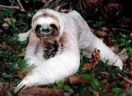 I Will Slaughter Your Whole Family Unusual Animals Rare Animals Sloth