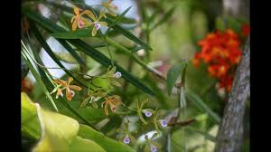 Check spelling or type a new query. All About Encyclia Tampensis Culture Care Tips Youtube