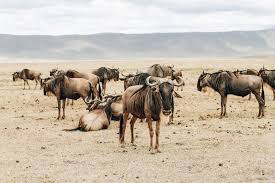 The original nature of skulls and horns will be reflected by variances from the items as shown, each piece of a specific style is similar, but not identical. Safari Animal Bucket List 35 Top African Wildlife To Spot