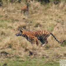 All animated fire pictures are absolutely free and can be linked directly, downloaded or shared via ecard. New Gif On Giphy Cute Animals Running Bbc Tiger Chase Bbc Earth Wonderstruck Lifestory Lifestorycarousel In 2021 Animals Cute Animal Gifs Cute Animals