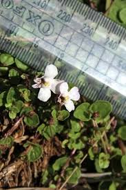 Image result for Diclis reptans