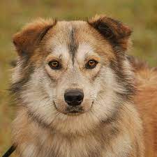 Tiere in not suchen ein zuhause. Tiere Suchen Ein Zuhause Extra Lb