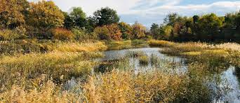 The wetland classification codes are a series of letter and number codes that have been developed to adapt the national wetland classification system to map form. Why Wetlands Matter World Economic Forum