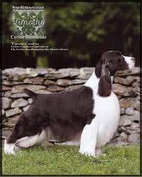 Two female and three male. 2017 Show Awards Essfta English Springer Spaniel Field Trial Association