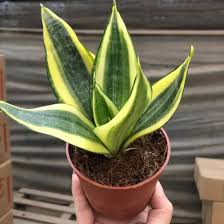 Image result for Sansevieria trifasciata
