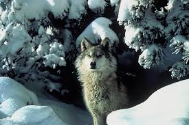 Ogpv Hs Kprwtm Top predators like wolves have a powerful effect on their ecosystems, and if they are taken away, a strange phenomenon can happen.