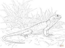 These lizard coloring pictures can be quite fun and exciting for your little boy to color because he might already have an iguana as a pet in the house. Common Collared Lizard Coloring Page Free Printable Coloring Pages Coloring Home