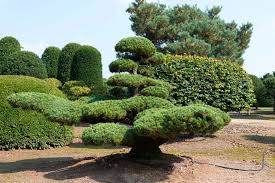 Wie sie den idealen hausbaum finden und worauf sie bei auswahl, einpflanzen und pflege achten auch heute noch wertet ein stattlicher baum den garten auf. Exklusive Baume Einzelstucke Exklusiv Und Einzigartig