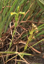 Image result for Exochaenium