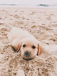 Pure bred golden retriever puppies these adorable purebred golden retriever puppies are now for sale we have 4 gorgeous young boys available. Source By Hannah251105 Cute Dog Cute Dog Memes Cute Dog Videos Dog Videos Dog Wallpaper Funny Dog Memes Super Cute Puppies Cute Baby Animals Cute Puppies