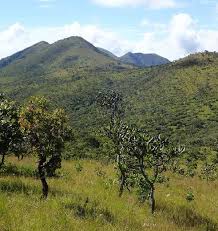 Image result for Cyphostemma glandulosissimum