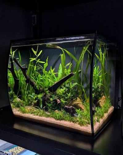 The Flex 2.0 15 gal / 57 L aquarium is perfect for a small community of  tropical fish! 🐟 #FluvalFlex #aquascape #plantedtank