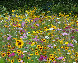 Simply order by 2pm on weekdays and 10am saturdays to receive your flower delivery, anywhere in or around adelaide, on the same day! Flower Your Place Flowerbulbs Perennials And Wildflower Seeds Mechanically Planted Flower Bulbs Mixtures And Perennial Concept