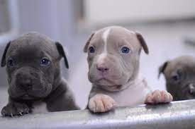 Blue Nose Pitbull Puppies For Sale Blue Pitbull Red Pitbulls Pitbull Puppies Pitbull Puppies For Sale Blue Nose Pitbull Puppies