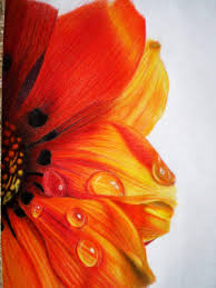 40 beautiful flower drawings and realistic color pencil. Colored Pencil Flower By Tothelastparade Jpg 2304 3072 Beautiful Flower Drawings Realistic Flower Drawing Color Pencil Art